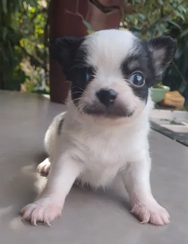 Chihuahua macho 