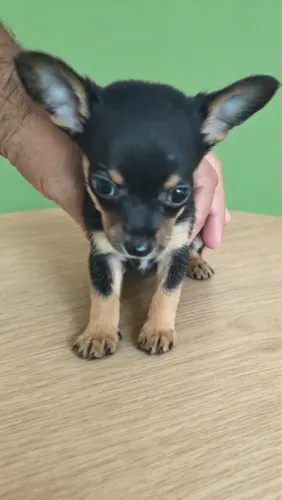 Pinscher