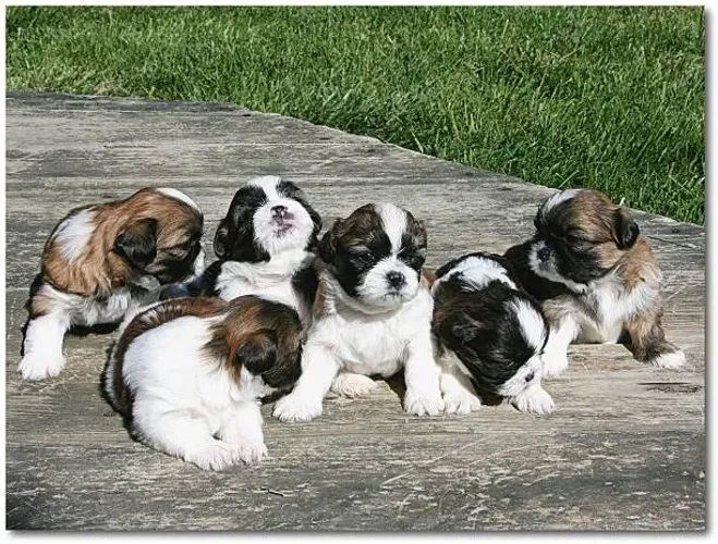 Filhote de Shih Tzu O Filhote Que Encanta Desde Bebê