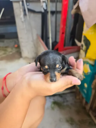 Pinscher macho número 1