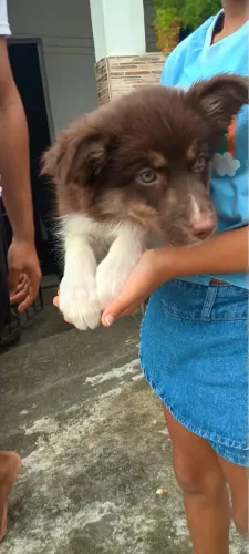 Filhote de Husky siberiano 