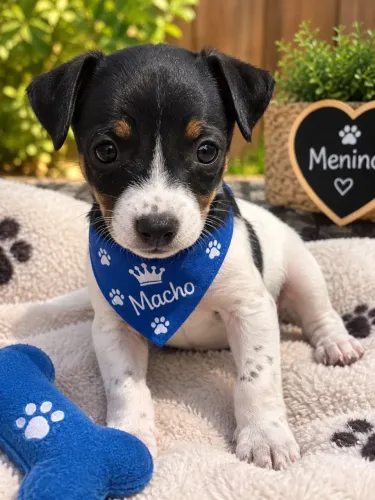 PINSCHER PROMOÇÃO 