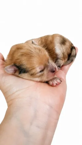 Macho de Lulu da Pomerânia pra reserva