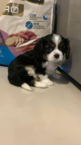 Cavalier king charles fêmea e machinho 