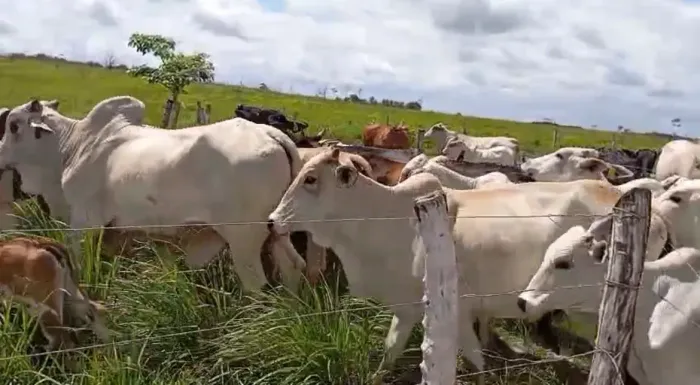 Novilhas Nelore à Venda 