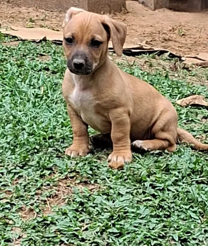 Filhote de cachorro
