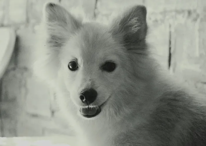 Spitz Alemao Rapozinha