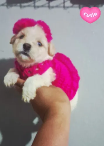 Anão poodle femew