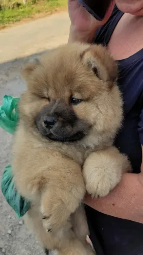 Filhotes de Chow Chow | Seu novo parceiro para todos os momentos!