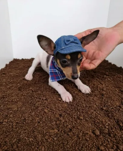 Pinscher Zero: Energia, Carinho e Diversão Garantida!