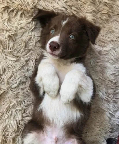 Border Collie pequeno professor canino