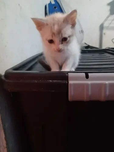 Esmeralda para adoção