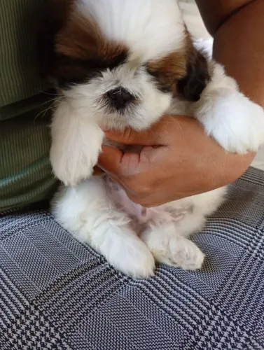 Filhote shitzu macho pronto a entrega