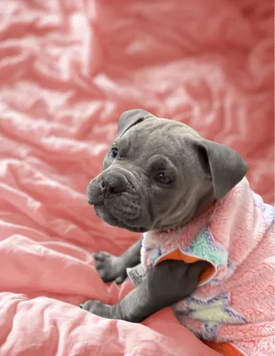 VENDE-SE FILHOTE DE AMERICAN BULLY