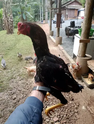 Galinhas e frangos