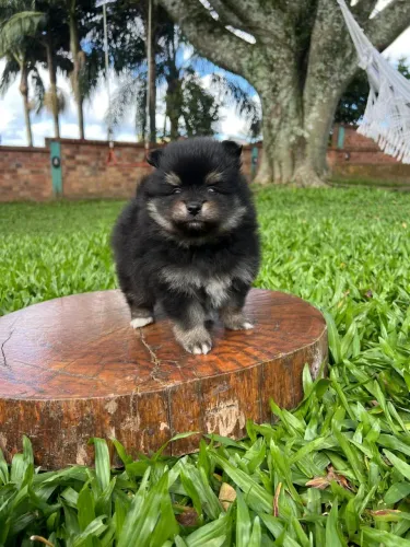 Spitz Alemão fofinho