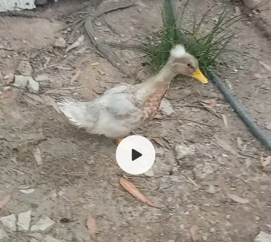 Marrequinha com 2 meses e meio