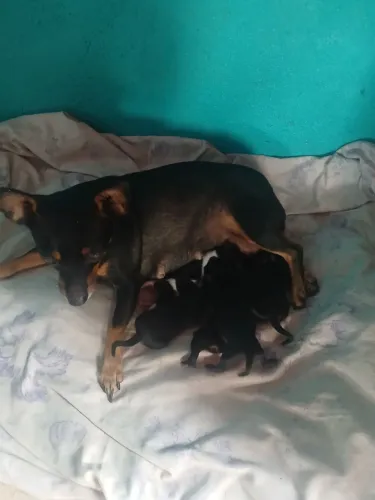 vendo 5 pinsher 3 macho e 2 feminino pai e mãe n1