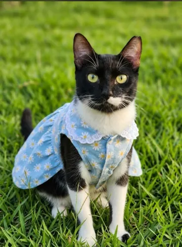 Gata CASTRADA, VACINADA e VERMIFUGADA para adoção 
