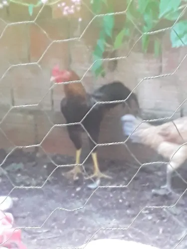 O casal de galinha 