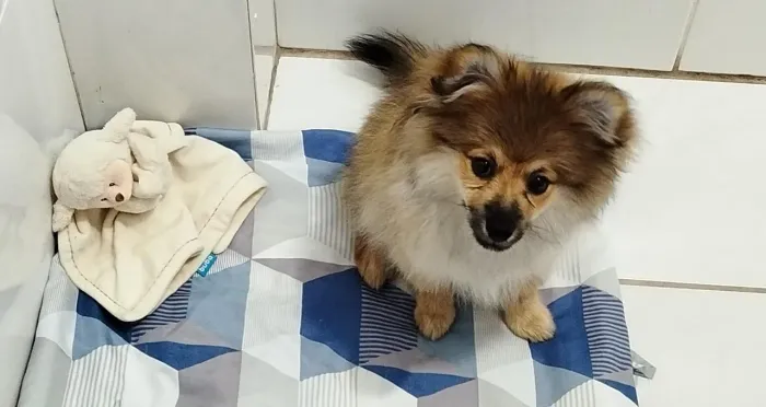 Lulu da Pomerânia 