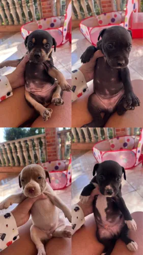 Filhotes de Pitbull