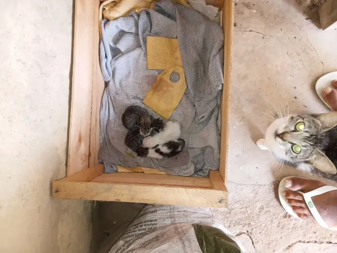 Gatinhos recém nacidos
