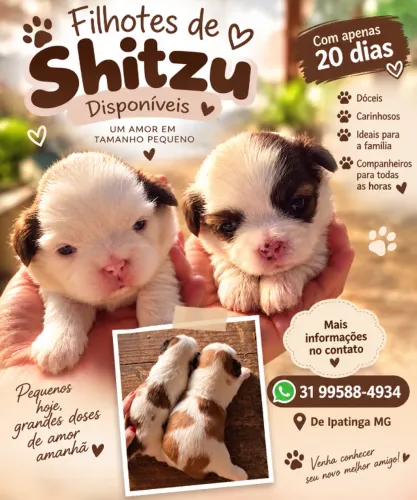 Filhote Shitzu
