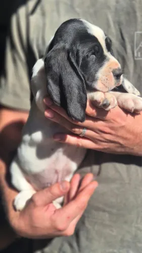 Basset hound 
