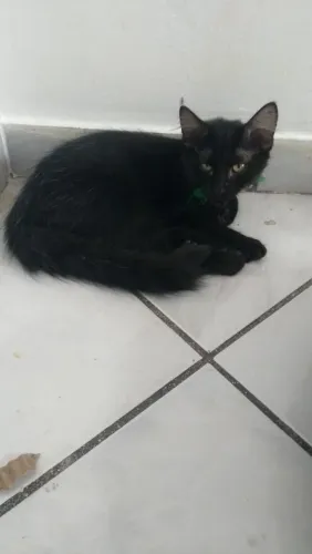 Doa-se esses lindos e fofos filhotes de gatinhos de apenas 4 meses, todos machinho.