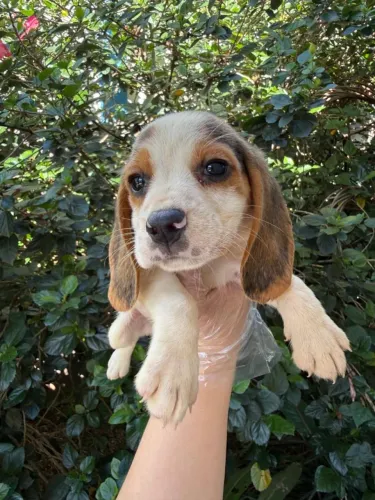 Beagle brincalhao e leal