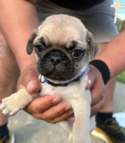 Pug Filhotes Padrão Excelência. 