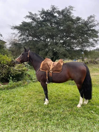 Cavalo
