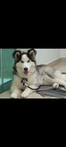 Filhote Husky