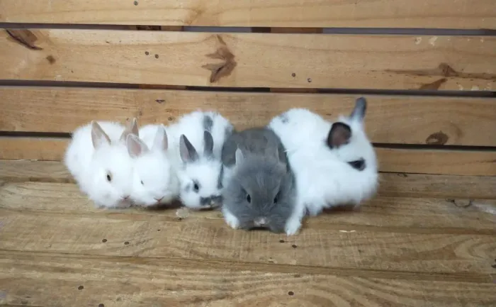 Filhotes de Mini Coelhos à pronta entrega