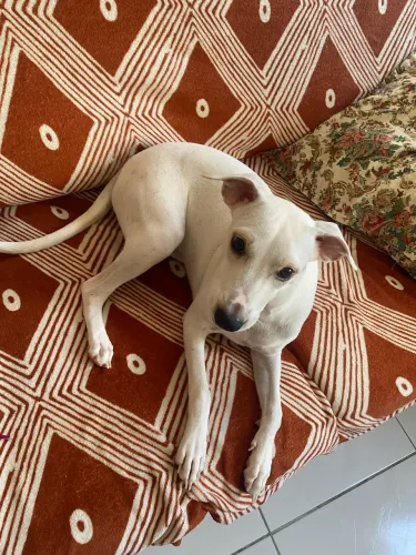 Cachorra pra doação