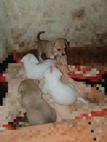 ESTOU DOANDO 5 CACHORRINHOS 3 FÊMEAS E 2 MACHOS