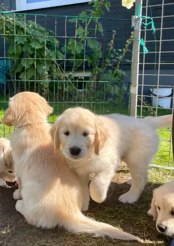 Golden Retriever Esse dog vai roubar seu coração