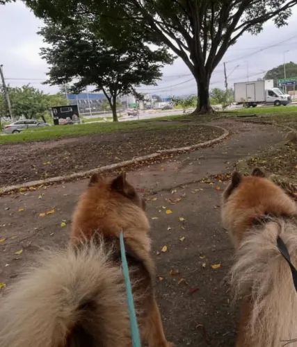 Filhotes Chow Chow 