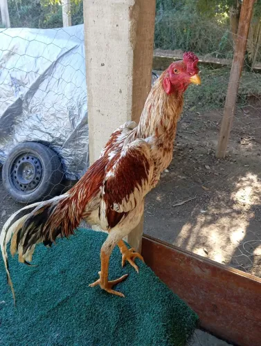 Frango índio salino 