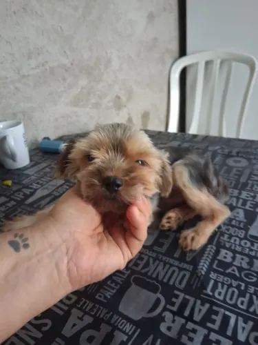 Micro bebê face q namorar ele so pega no seu território ten q deixa a femea aqui cuido bem