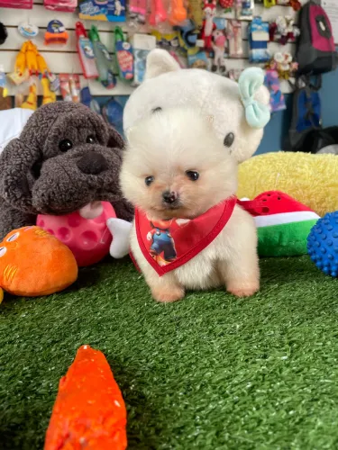 Spitz alemão macho anao com 60 dias de vida $3.500,00