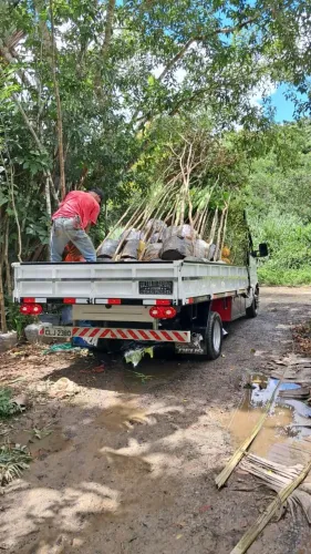 Mudas Nativas Reflorestamento Padrao Depav
