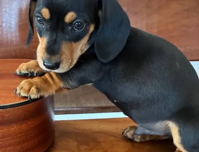 Dachshund teckel amorosa raça pura venha garantir 