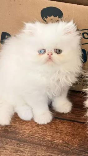 Filhotes de gato persa
