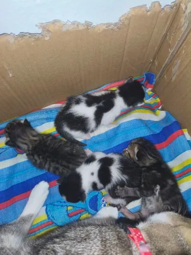 Doação de gatinhos