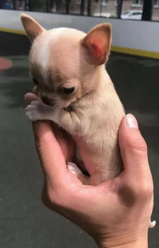 Chihuahua Transforma tudo em diversão