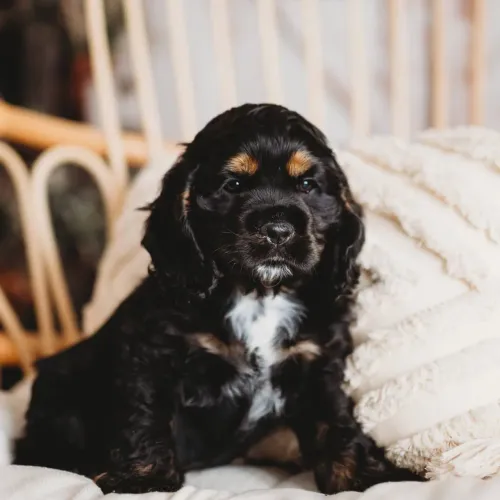 Filhote Cocker spaniel, Dê um lar a um filhotinho e ganhe amor para sempre!