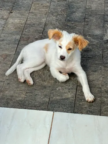 Doação de cachorrinha