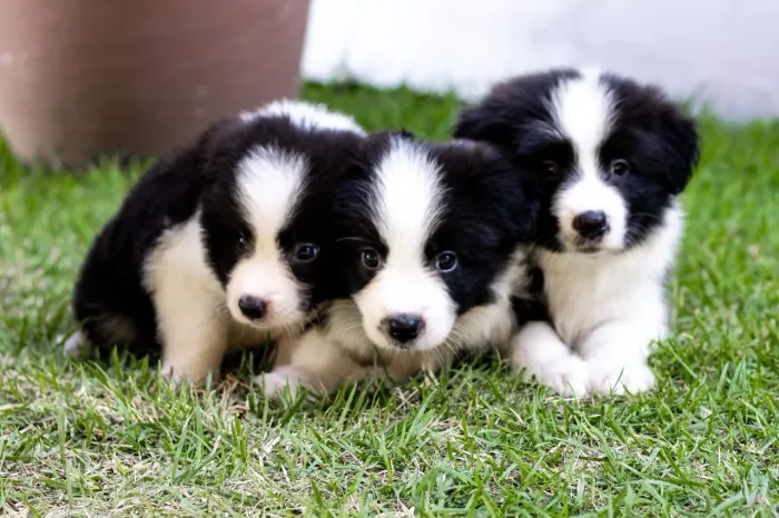 Border collie